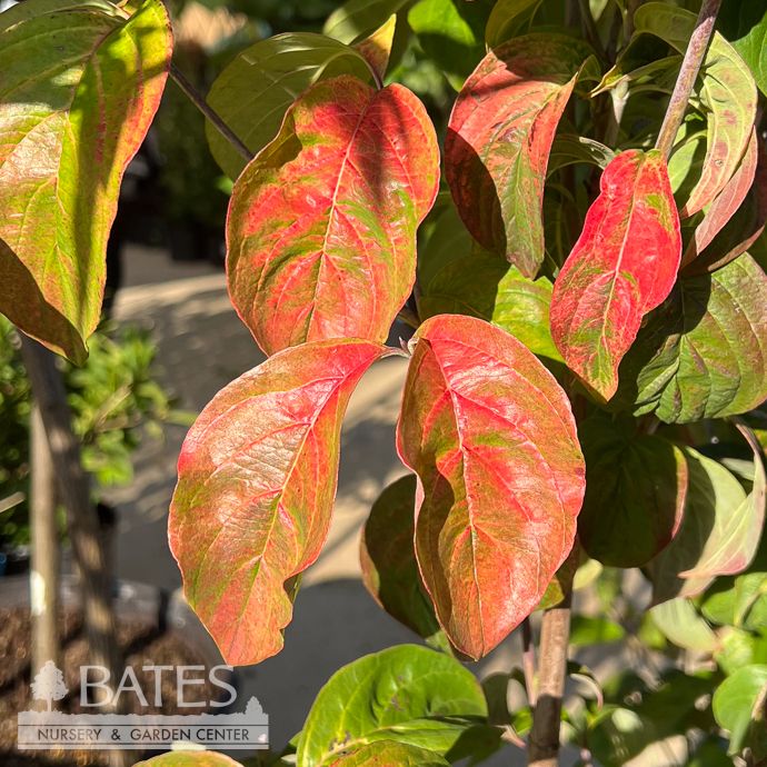 #7 Cornus kousa Pumpkin Patch/ Dark Pink Dogwood