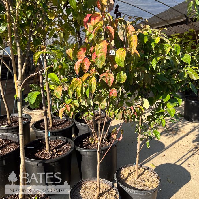 #7 Cornus kousa Pumpkin Patch/ Dark Pink Dogwood