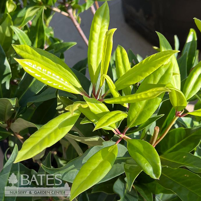 #3  Illicium x Ruby Stars/ Anise