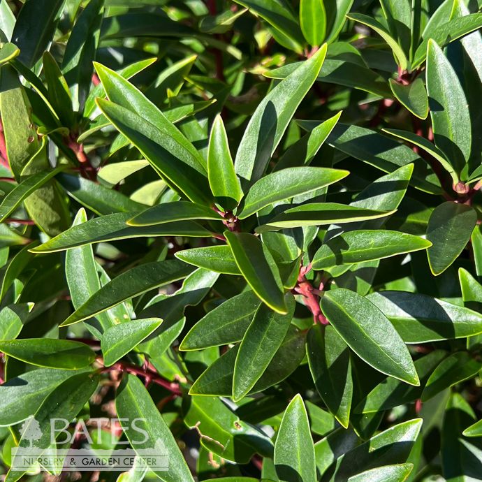 #3 30-36&quot; Illicium x Moonbeam/ Yellow Anise