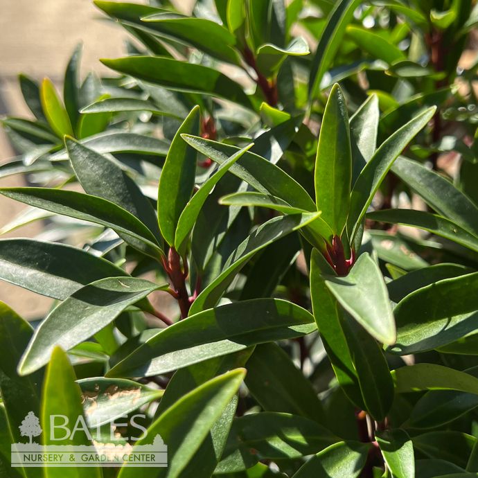 #3 30-36&quot; Illicium x Moonbeam/ Yellow Anise