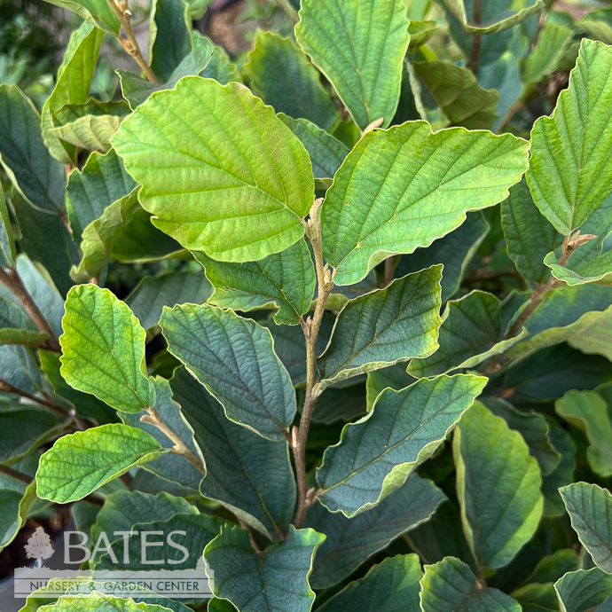 #5 Hamamelis virg Mohonk Red/ American Witch Hazel Native (TN)