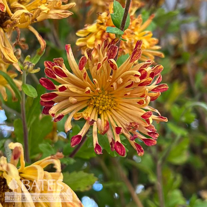 #1 Dendranthema Matchsticks/ Red and Yellow Quilled Chrysanthemum