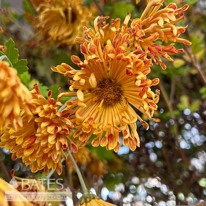 #1 Dendranthema Matchsticks/ Red and Yellow Quilled Chrysanthemum