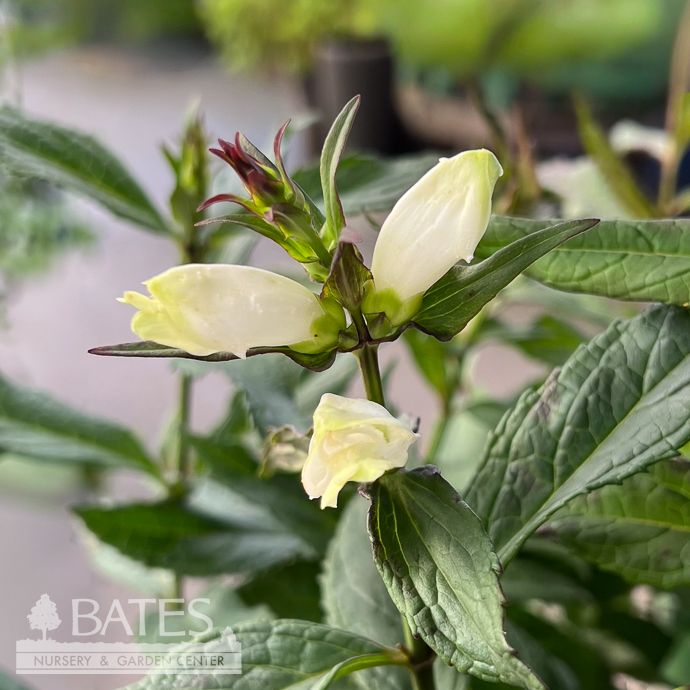 #1 Chelone glabra Black Ace/ White Turtlehead Dark Foliage Native (TN)