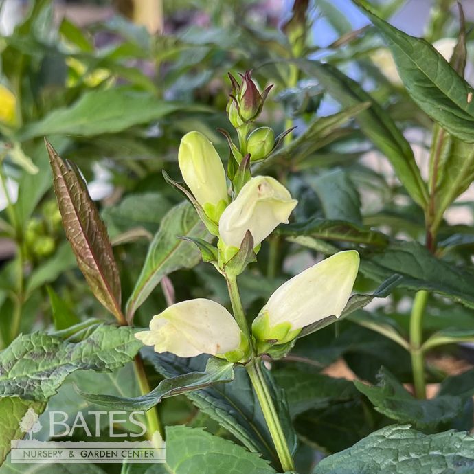 #1 Chelone glabra Black Ace/ White Turtlehead Dark Foliage Native (TN)