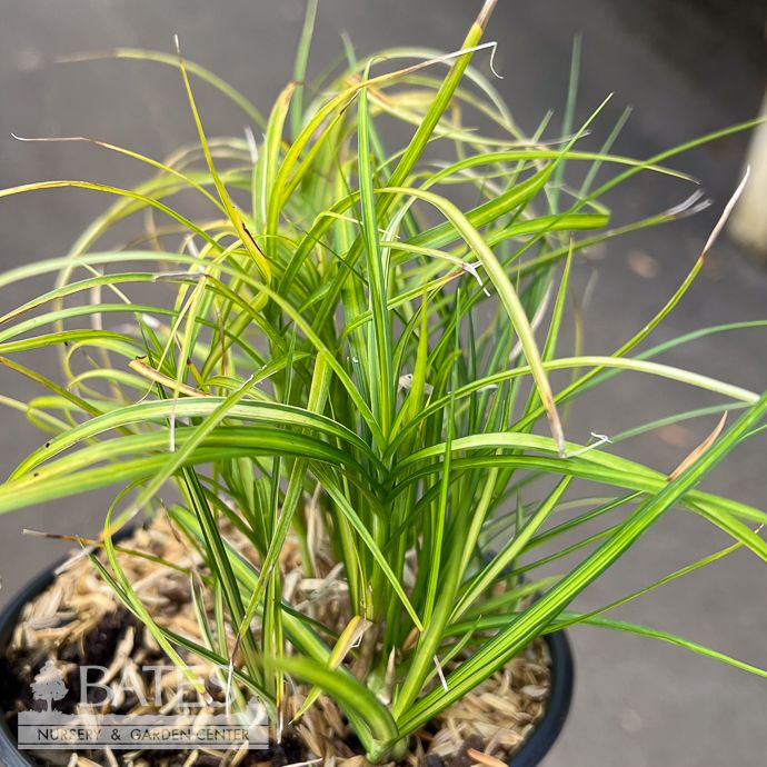 QP Carex musk Ice Fountains/ Variegated Palm Sedge Native (TN)