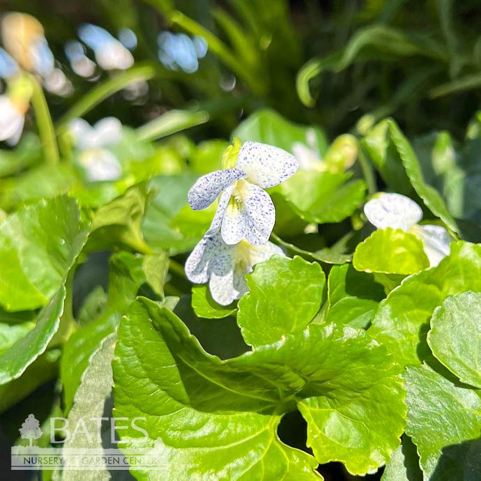 #1 Viola sororia Freckles/ Violet Native (TN)
