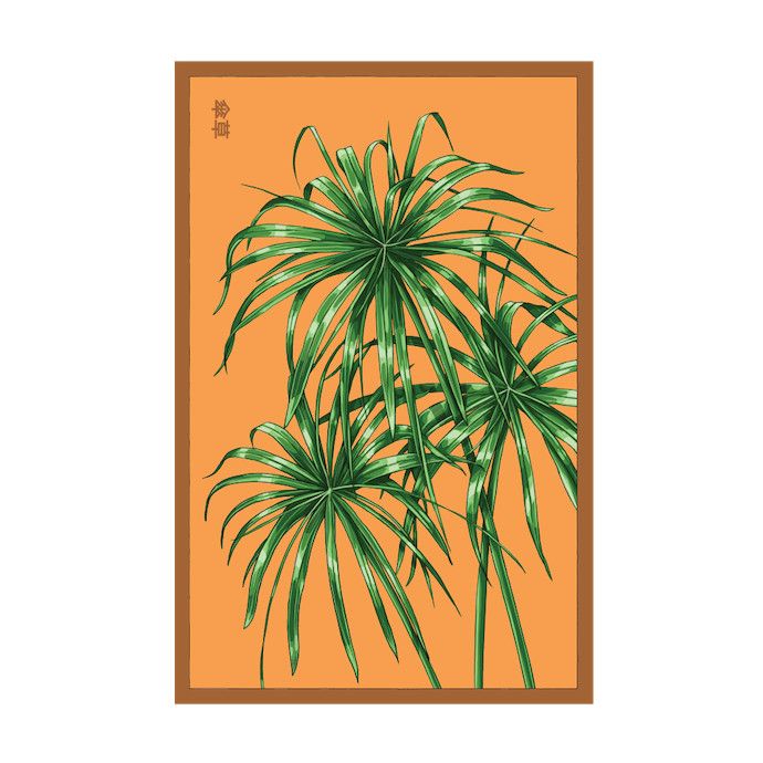 Seed Indoor Seeds Umbrella Plant /Cyperus alternifolius - Shido