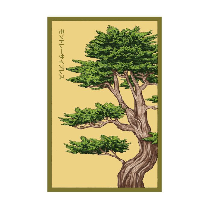 Seed Monterey Cypress/ Cupressus macrocarpa - Shido