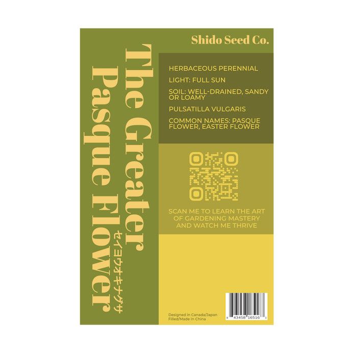 Seed Flwr The Greater Pasque Flower /Pulsatilla vulgaris - Shido