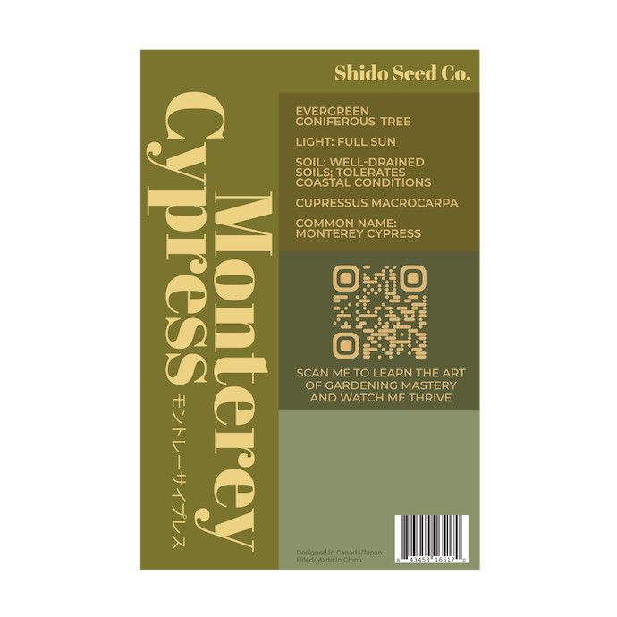 Seed Monterey Cypress/ Cupressus macrocarpa - Shido