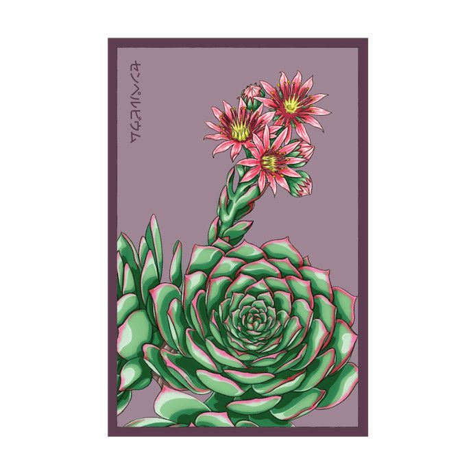 Seed Flwr Hens and Chicks Succulent Indoor Seeds - Shido