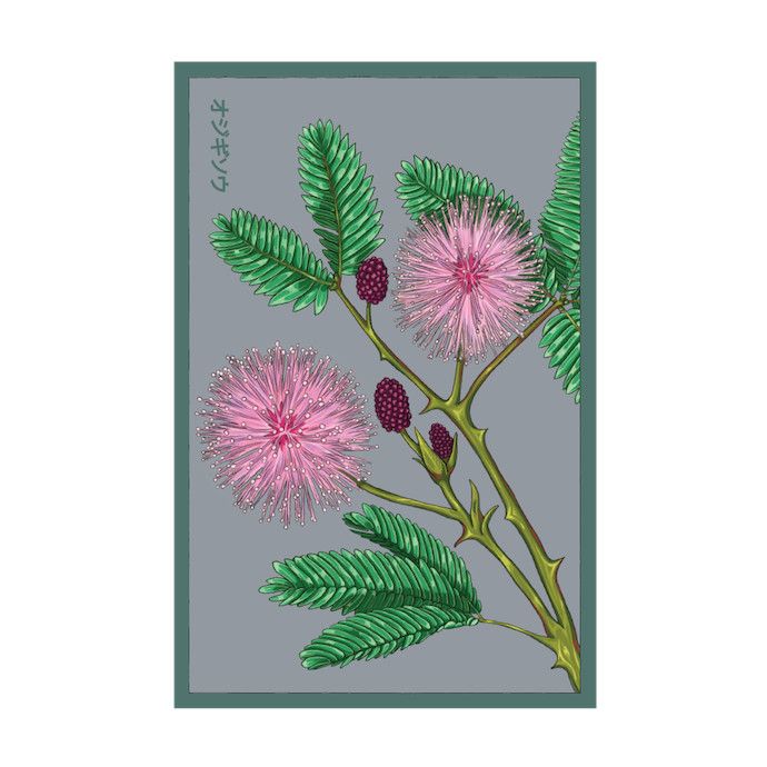 Seed Flwr Sensitive Plant Flower /Mimosa pudica - Shido