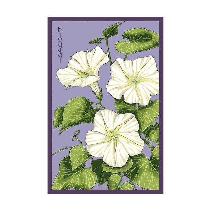 Seed Flwr Giant Moonflower Flower /Ipomoea alba - Shido