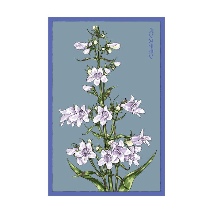 Seed Flwr Foxglove Beard Tongue Flower /Penstemon digitalis - Shido