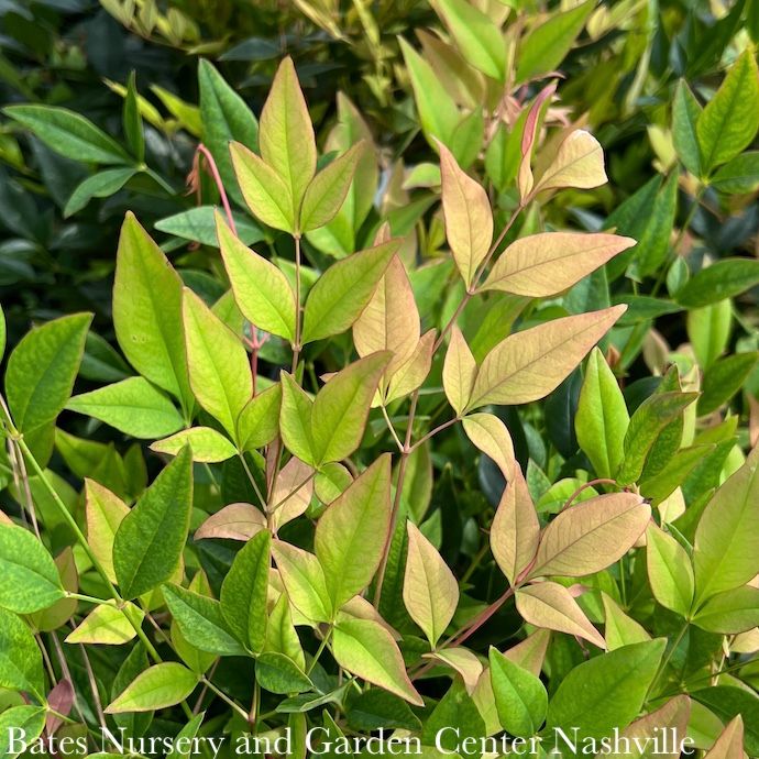 #1 Nandina dom Gulf Stream/ Heavenly Bamboo