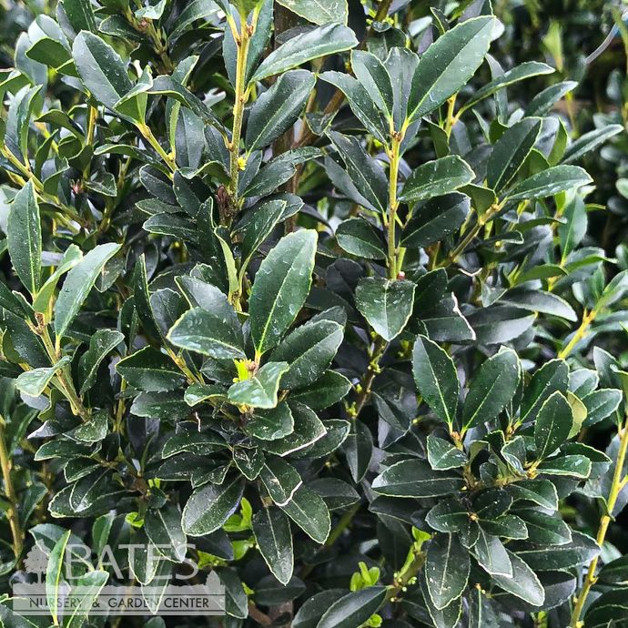 Topiary Trough #29 Ilex x Emerald Colonnade/ Hedge Holly (male)