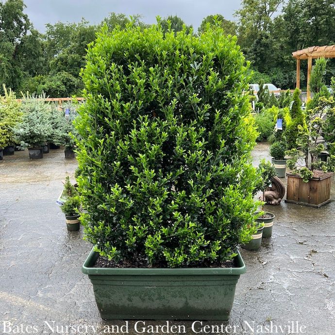 Topiary Trough #29 Ilex x Emerald Colonnade/ Hedge Holly (male)