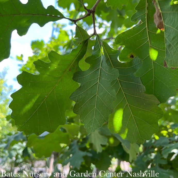 #5 Quercus macrocarpa/ Bur Oak Native (TN)