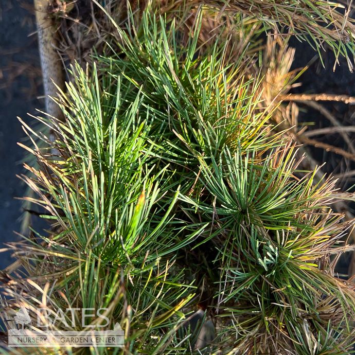 #3 Larix sib Conica/ Columnar Siberian Larch - No Warranty