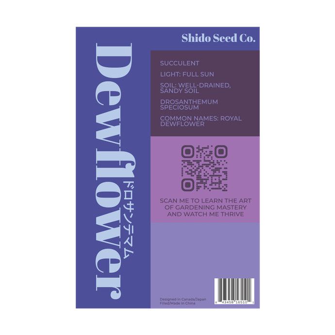 Seed Flwr Dewflower Flower /Drosanthemum speciosum - Shido