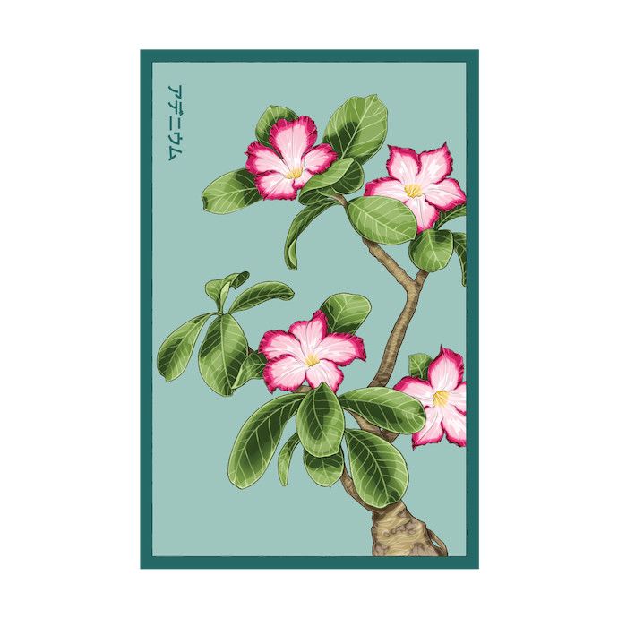 Seed Indoor Seeds Desert Rose /Adenium obesum - Shido