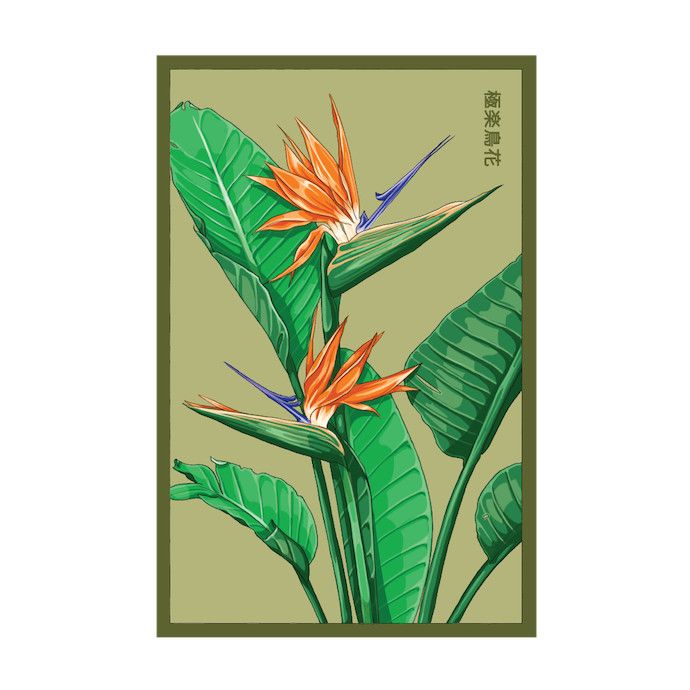 Seed Flwr Bird of Paradise Flower /Strelitzia reginae - Shido