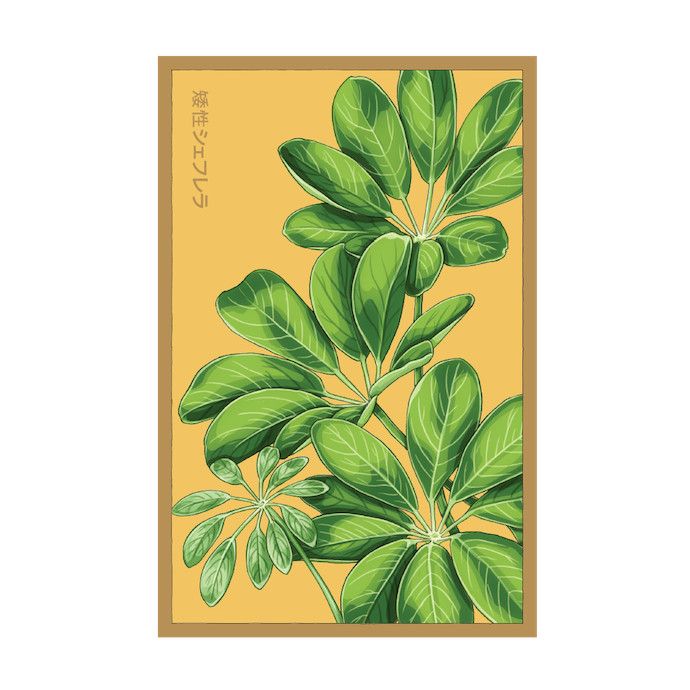 Seed Dwarf Schefflera Indoor Seeds /Umbrella Plant /Schefflera arboricola - Shido