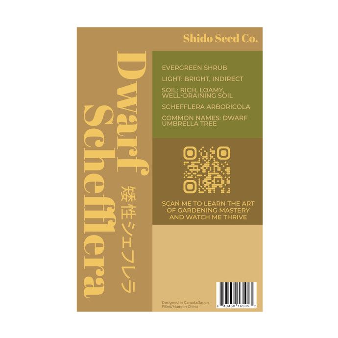 Seed Dwarf Schefflera Indoor Seeds /Umbrella Plant /Schefflera arboricola - Shido