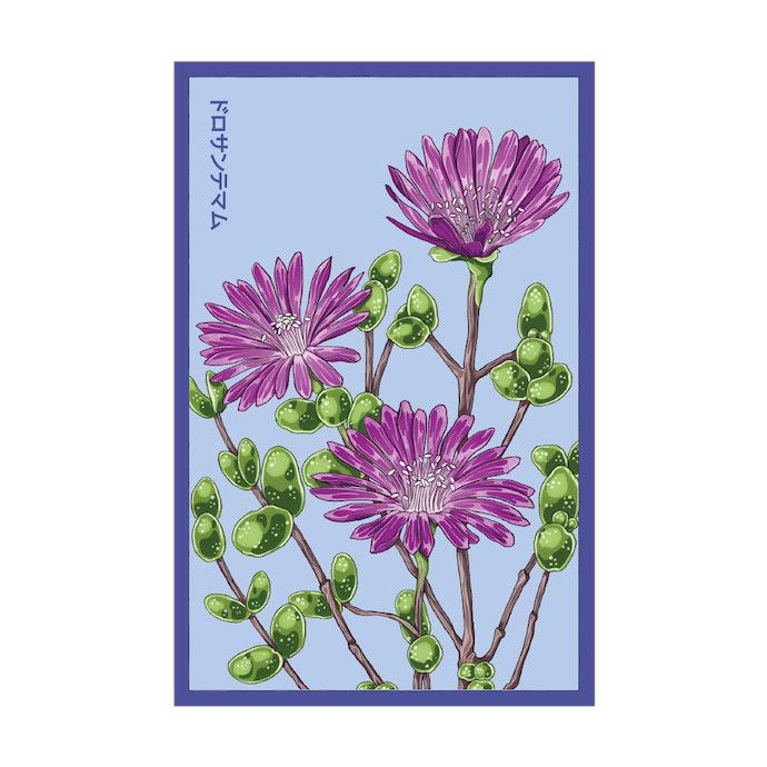 Seed Flwr Dewflower Flower /Drosanthemum speciosum - Shido