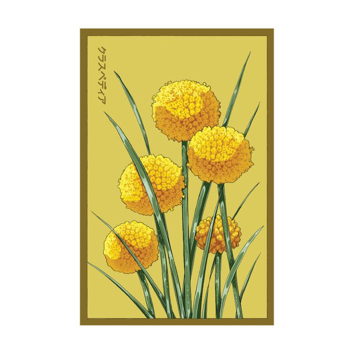 Seed Flwr Billy Buttons Flower /Craspedia globosa - Shido