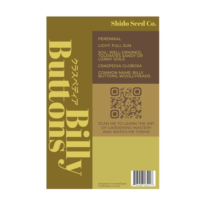 Seed Flwr Billy Buttons Flower /Craspedia globosa - Shido
