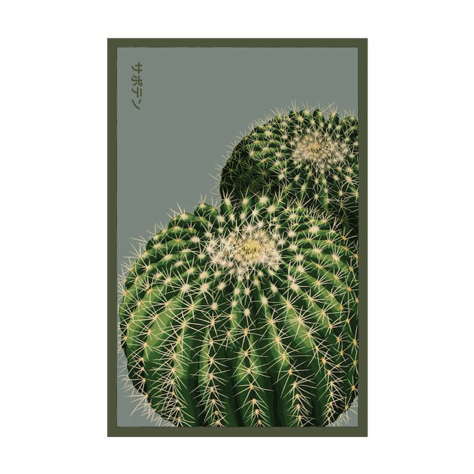 Seed Indoor Seeds Cactus /Cactaceae assorted - Shido
