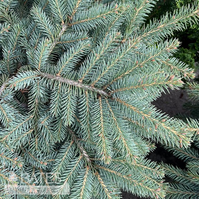 #6 Picea pun  Millbrook/ Blue Spruce