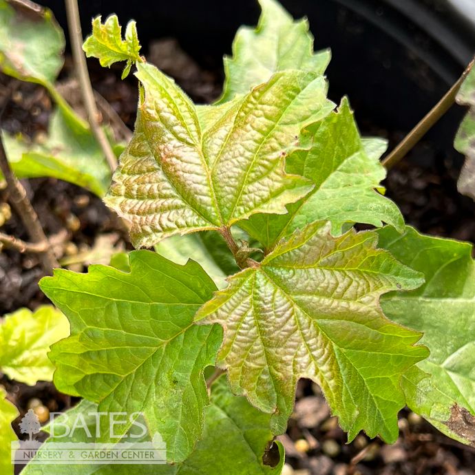 #3 Viburnum acerfolium/ Mapleleaf Native (TN)