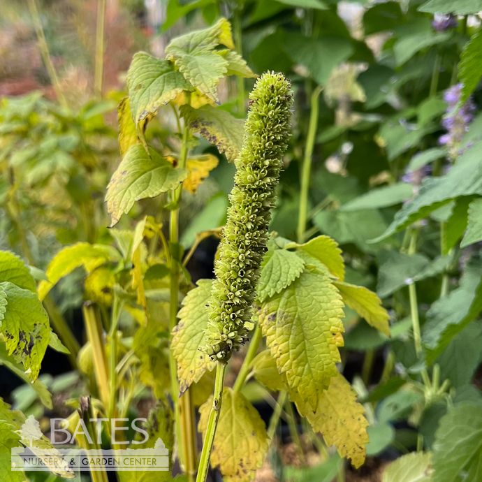 #1 Agastache nepetoides/ Yellow Giant Hyssop Native (TN)