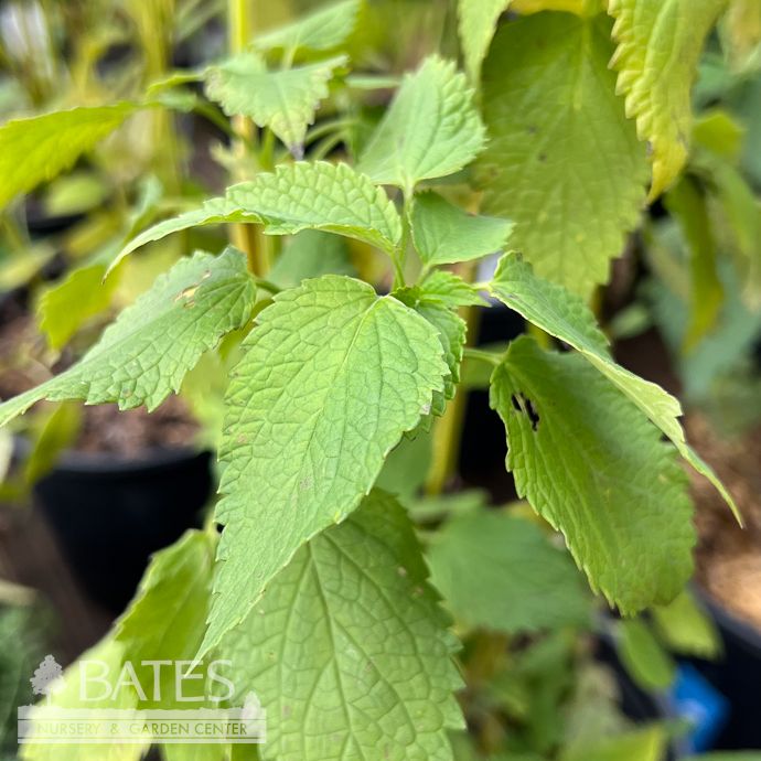 #1 Agastache nepetoides/ Yellow Giant Hyssop Native (TN)