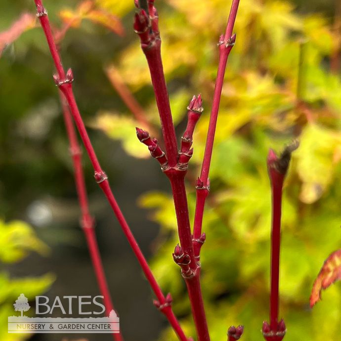 #3 Acer pal Little Sango/ Upright Dwarf Coral Bark Japanese Maple