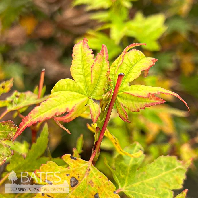 #6 Acer pal Little Sango/ Upright Dwarf Coral Bark Japanese Maple