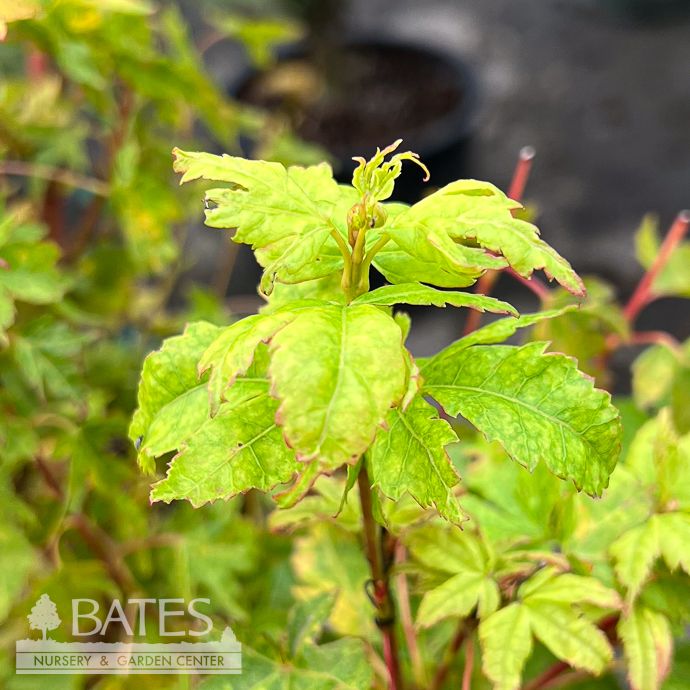 #3 Acer pal Little Sango/ Upright Dwarf Coral Bark Japanese Maple