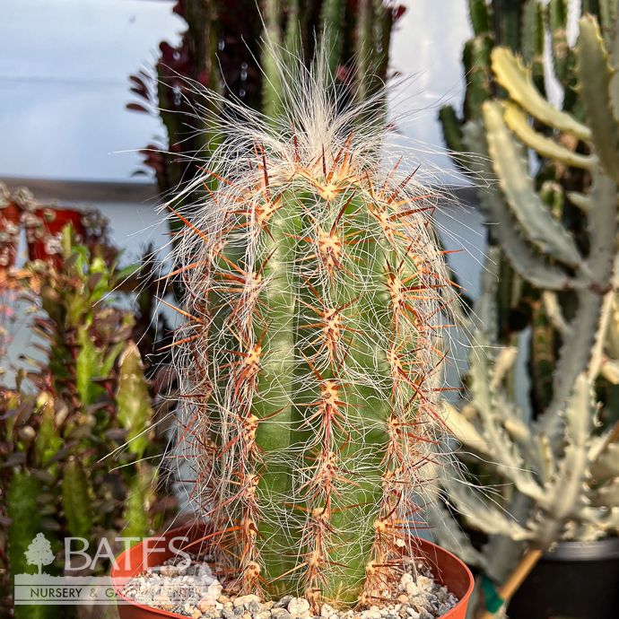 6p! Cactus Oreocereus Densilanatus /Tropical - No Warranty