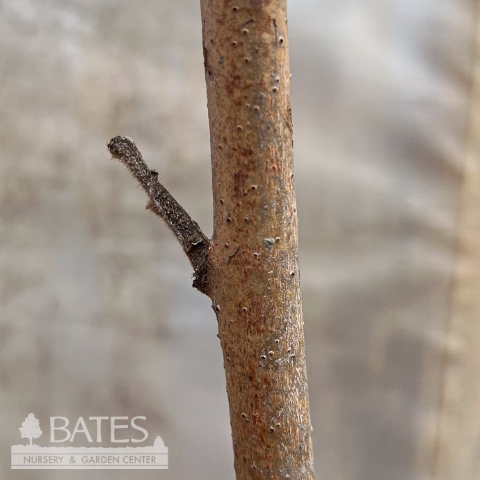 #3 Rhus typhina/ Staghorn Sumac Native (TN)
