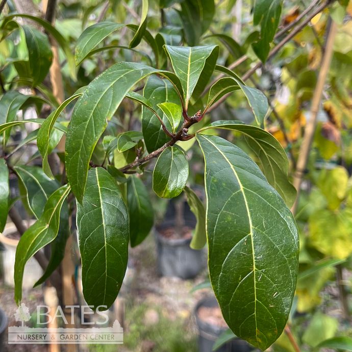 #7 Chionanthus pygmaeus/ Dwarf Fringetree