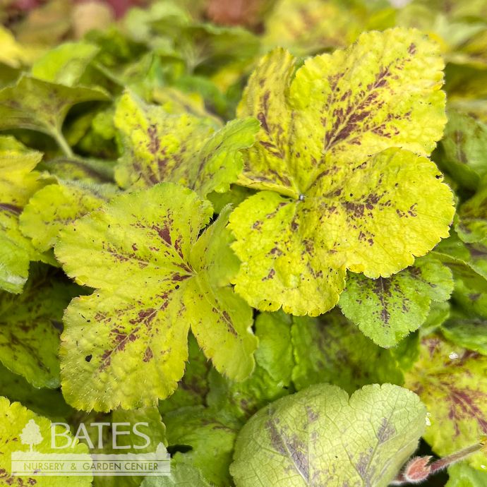 #1 Heucherella Yellowstone Falls/ Foamy Bells