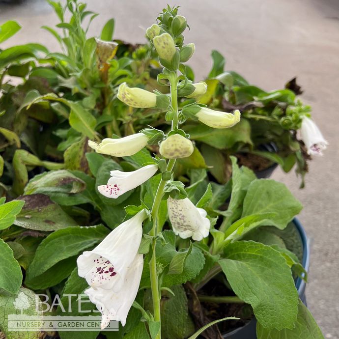 #1 Digitalis pur Dalmatian White/ Foxglove