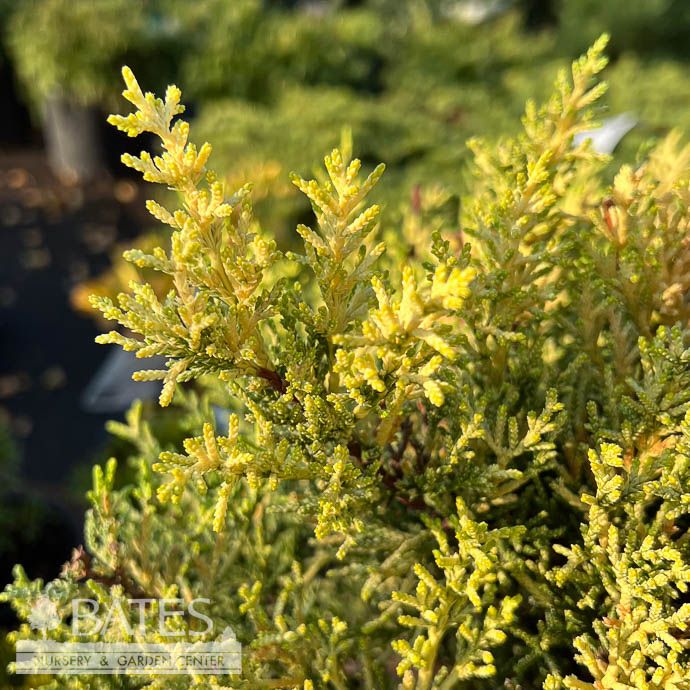 Topiary Cone #2 Cupressus macrocarpa Donard Gold/ Monterey Cypress