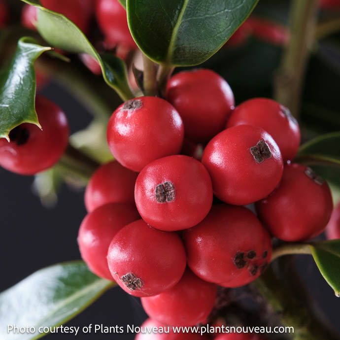 #5 Ilex x meserveae Magical &#39;Amore&#39;/ Blue Holly (female)