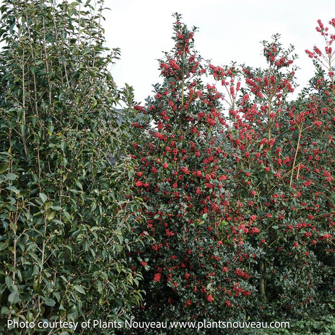 #5 Ilex x meserveae Magical &#39;Amore&#39;/ Blue Holly (female)