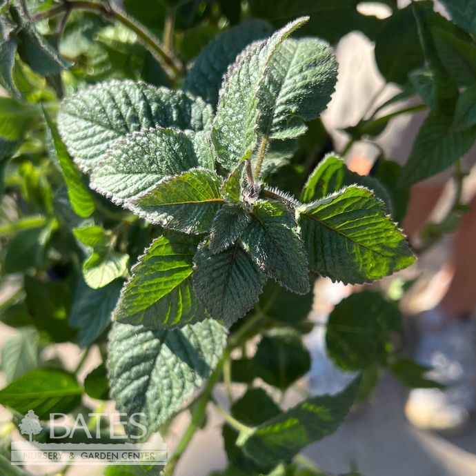 #1 Blephilia hirsuta/ Hairy Wood Mint Native (TN)